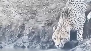 Crocodile attack on the leopard
