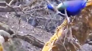 Kashmir k khubsorat parende