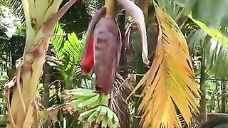 Banana Bonanza: Unleash the Power of Grafting for Amazing Results!