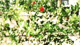 Pomegranate tree