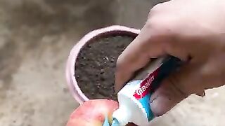 How to grow apples to get more fruit _ Great technique