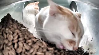 A family of white and red cats. Part 1