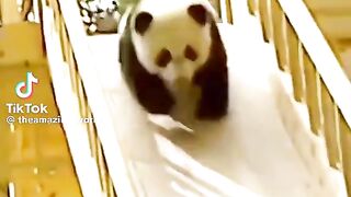 Funny pandas