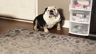 funny dog????????