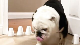 This dog????