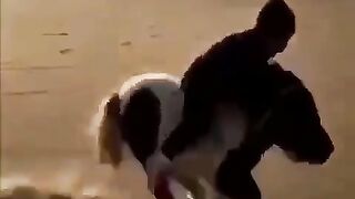 أسرع وأصغر خيل في العالم