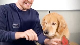 Mr beast end dog dinner