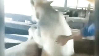 مقطع مضحك جدا لحيوانات أثناء زيارتهم للطبيب البيطري