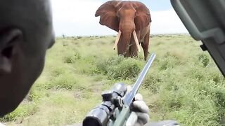 taking care of wildlife