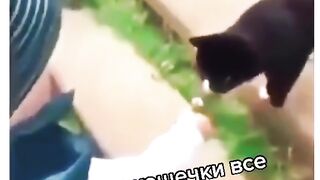 Понимает кошачий язык