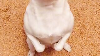 Богатый могуч наш русский