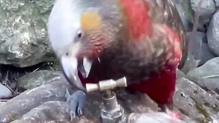 Cute bird