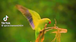 Beautiful Recitation of Quran