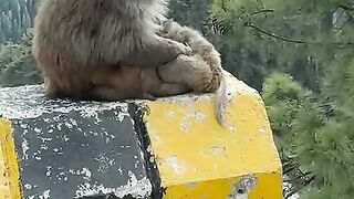beautiful monkey