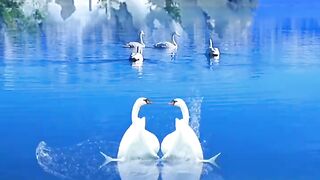 Cute goose