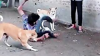 Kuty ka nowala chheen liyaa ????????