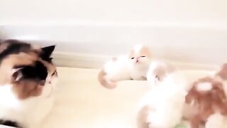 Beautiful baby cats and cats fun
