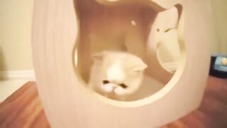 Beautiful babycat playing and cats watching tv & mirror.