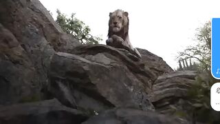 The king lion part 3