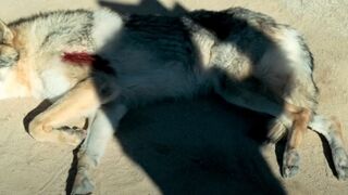A boy saved a vicious wolf 20,000 years ago and has been with it ever since