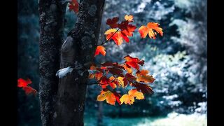 Calm And Relaxing Music With Rain Sound