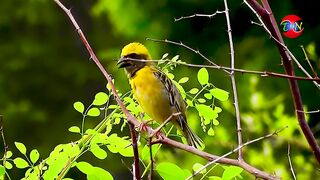 Birds sounds