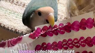 This parrot is so cute