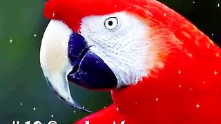 10 Most Beautiful Animals In The World