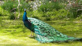 Peacock DANCE display & Sounds