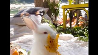 Beautiful Animals  Compilation Cute Moment of The Animals Beautiful Animals