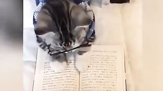 Funny_Cat_Videos