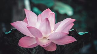 Most Beautiful Flowers In The World