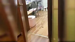 Baby Cats - Cute and Funny Cat Videos Compilation _34 _ Aww Animals(240P).