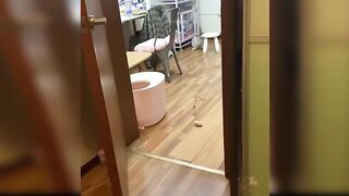 Baby Cats - Cute and Funny Cat Videos Compilation| Aww Animals