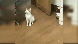 Funny Cats (Mischief of cats)