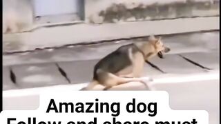 Amazing dog ???? #dog