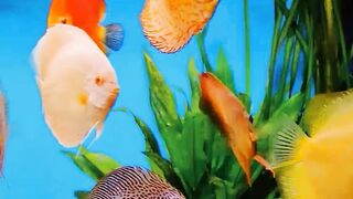 Beautiful view of fishs