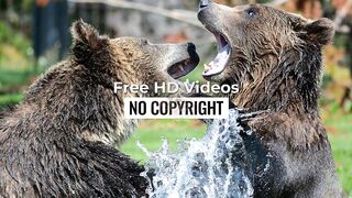 Wild Animals