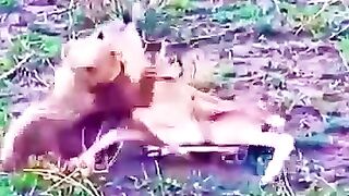baby lion playing with baby deer