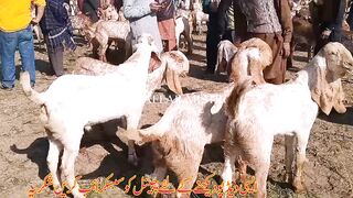 Qurbani ke liye Bakre 2023  bilkul jaj Mana sab
