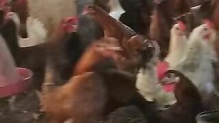 Egg wali morgia