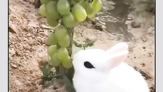 Cute bunny rabbit ????????????????