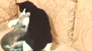 Amazing Cats Fight!
