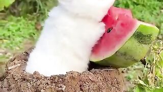 Cute Rabbit eat Watermelon ????????♥️????