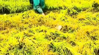 Grass cutting