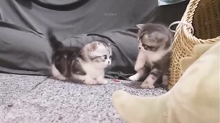 Baby Cats - Cute and Funny Cat Videos