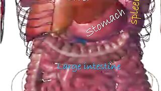 human body systems, human digestive system