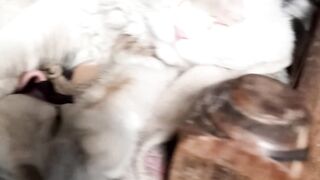 Cat in house