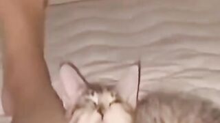 Funny pets talk