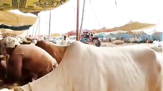 Gulabi